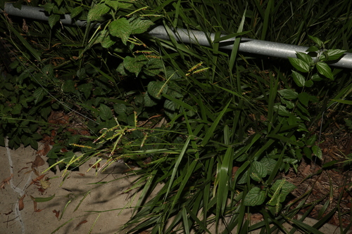 Image of Urochloa eminii by (c) Greg Tasney, some rights reserved (CC BY-SA)