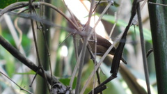 Cantorchilus leucotis