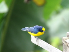 Euphonia laniirostris