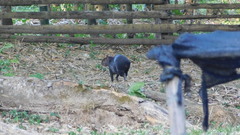 Dasyprocta fuliginosa