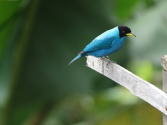 Chlorophanes spiza