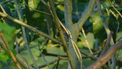 Certhiaxis cinnamomeus