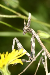 Empusa fasciata