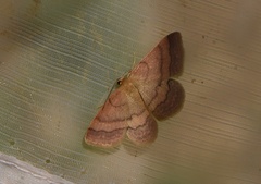 Scopula rubiginata