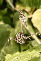 Empusa fasciata