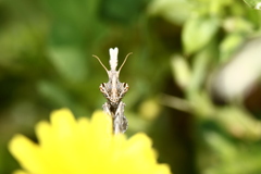 Empusa fasciata