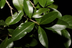 Cyclophyllum coprosmoides
