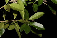 Cyclophyllum coprosmoides