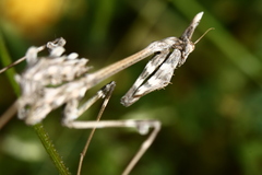 Empusa fasciata