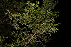 Cyclophyllum coprosmoides
