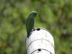Forpus conspicillatus