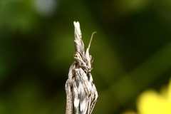 Empusa fasciata