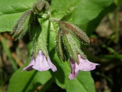 Pulmonaria