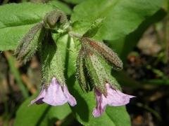 Pulmonaria