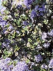 Ceanothus rigidus