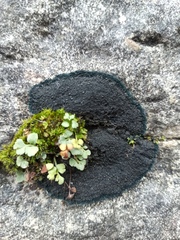 Asplenium ruta-muraria