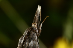 Empusa fasciata