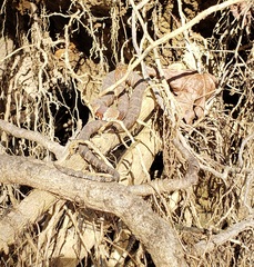 Nerodia sipedon pleuralis