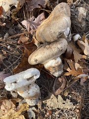 Tricholoma caligatum