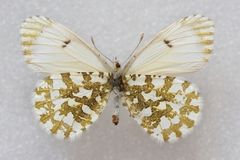 Anthocharis thibetana