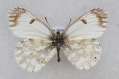 Anthocharis thibetana