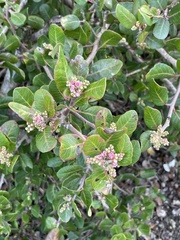 Rhus integrifolia