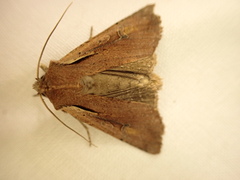 Ichneutica atristriga