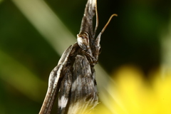 Empusa fasciata