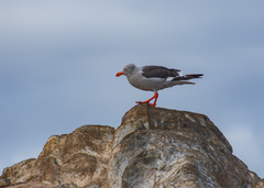 Leucophaeus scoresbii