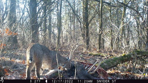 Eastern Bobcat photographed in Kentucky