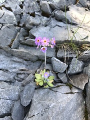 Primula laurentiana