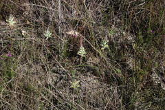 Lachenalia orchioides