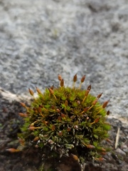 Orthotrichum anomalum