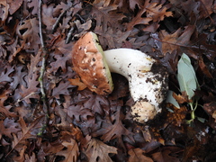Boletus regineus