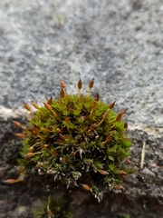 Orthotrichum anomalum