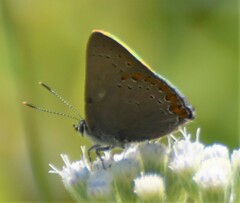 Satyrium titus