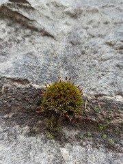 Orthotrichum anomalum