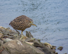 Nycticorax nycticorax
