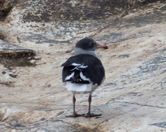 Leucophaeus scoresbii