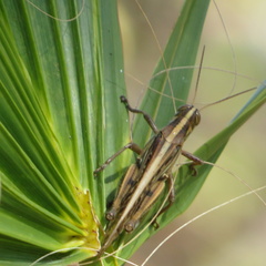 Schistocerca serialis cubense