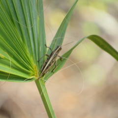Schistocerca serialis cubense