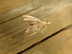 Diplopseustis
