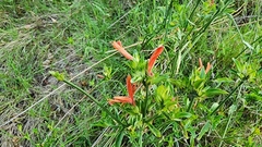 Dicliptera squarrosa