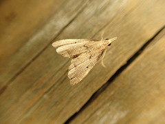 Diplopseustis