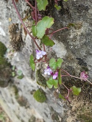 Cymbalaria muralis