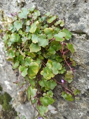 Cymbalaria muralis