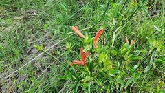 Dicliptera squarrosa