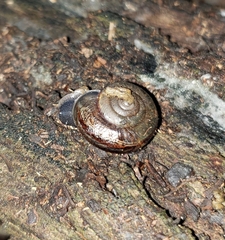 Helminthoglypta umbilicata