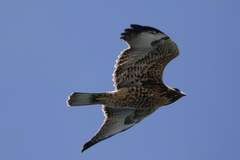 Geranoaetus polyosoma