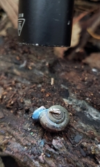 Helminthoglypta umbilicata
